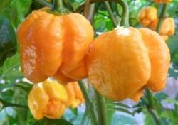 moruga yellow 5